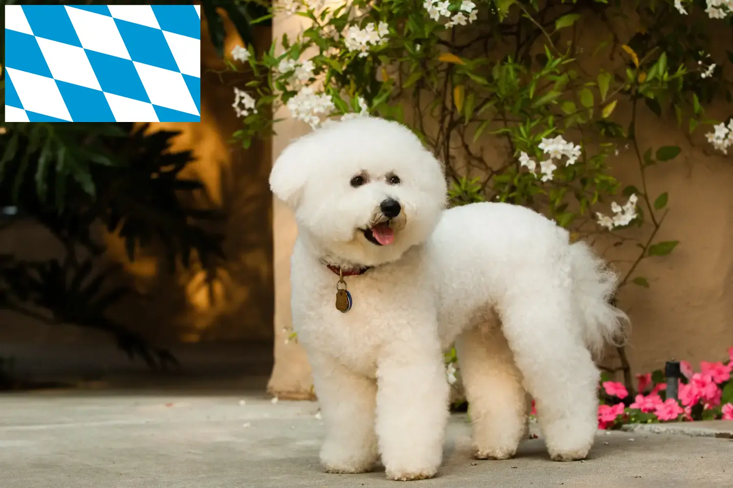 Read more about the article Bichon Frisé opdrættere og hvalpe i Bayern