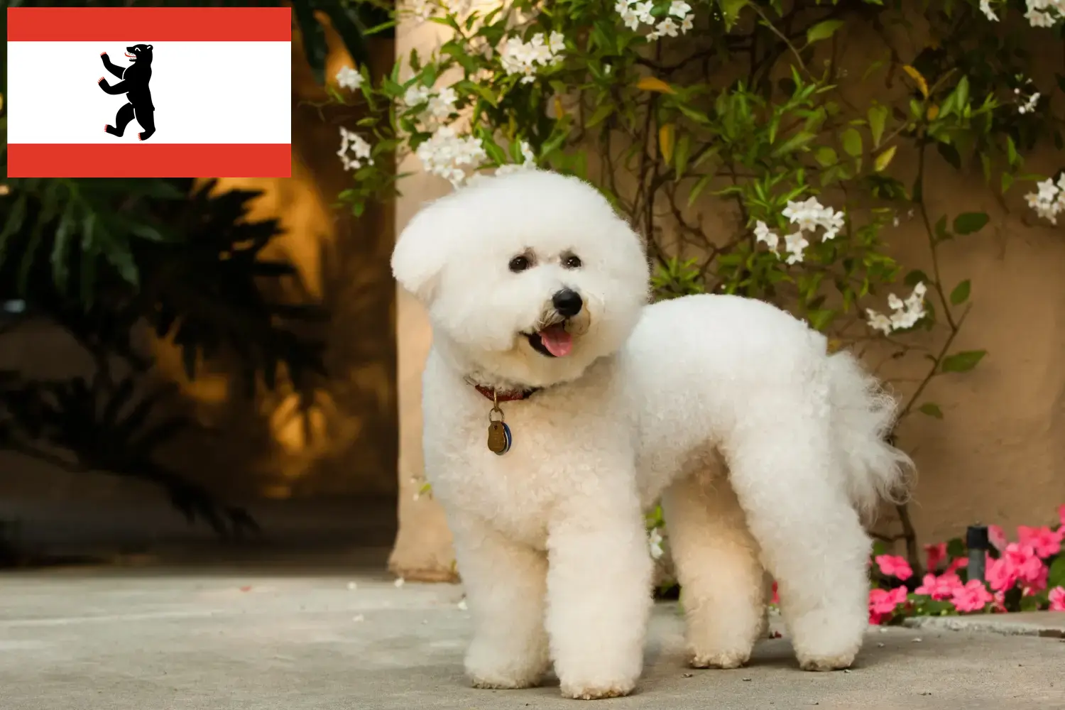 Read more about the article Bichon Frisé opdrættere og hvalpe i Berlin