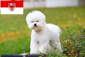 Read more about the article Bichon Frisé opdrættere og hvalpe i Brandenburg