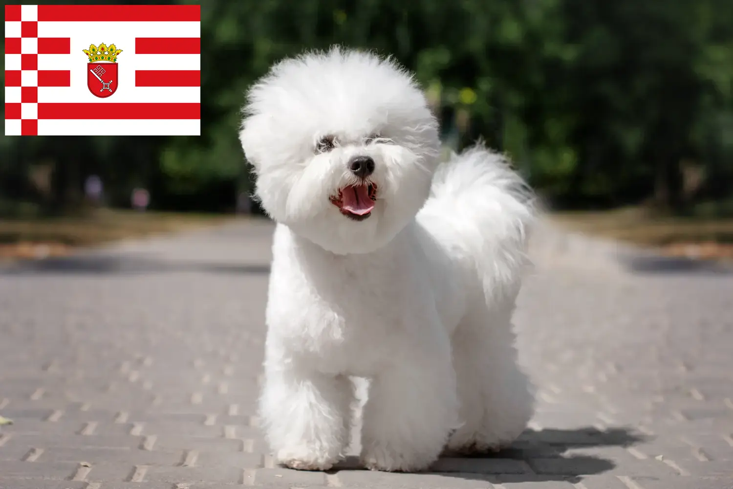 Read more about the article Bichon Frisé opdrættere og hvalpe i Bremen