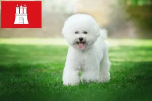 Read more about the article Bichon Frisé opdrættere og hvalpe i Hamborg