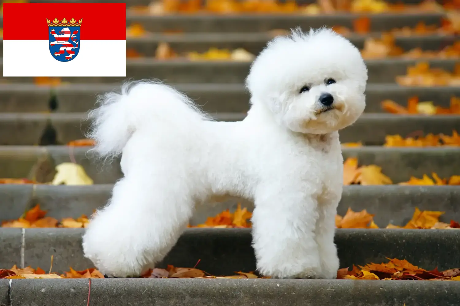 Read more about the article Bichon Frisé opdrættere og hvalpe i Hessen