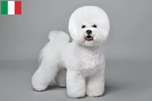 Read more about the article Bichon Frisé opdrættere og hvalpe i Italien