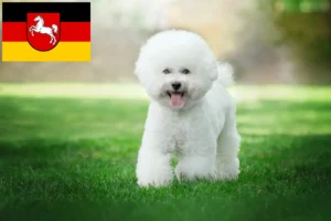 Read more about the article Bichon Frisé opdrættere og hvalpe i Niedersachsen