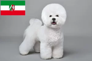 Read more about the article Bichon Frisé opdrættere og hvalpe i Nordrhein-Westfalen