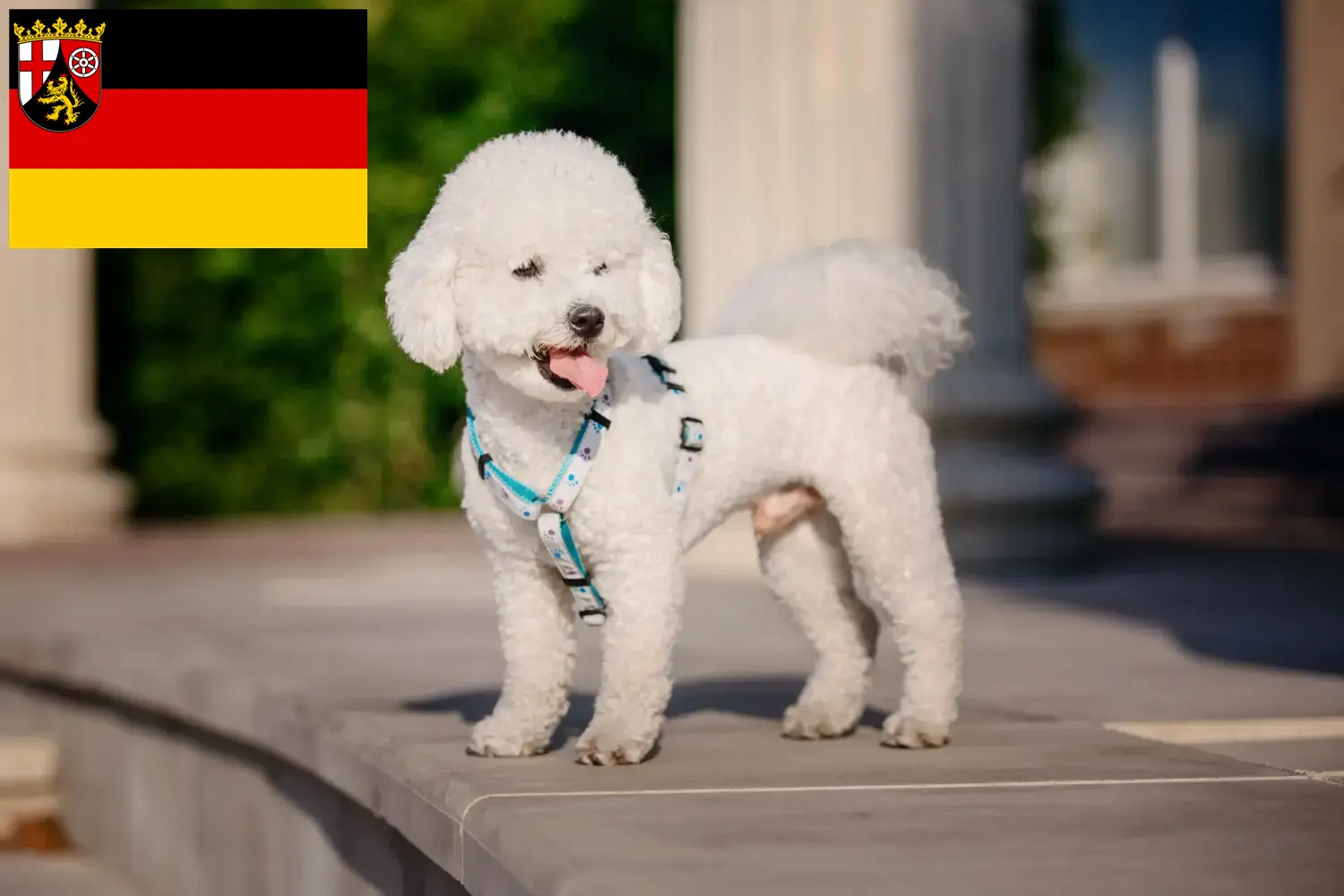 Read more about the article Bichon Frisé opdrættere og hvalpe i Rheinland-Pfalz