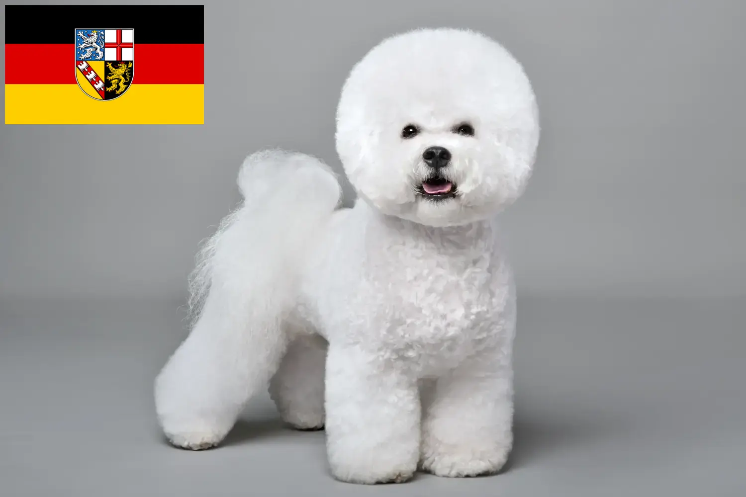 Read more about the article Bichon Frisé opdrættere og hvalpe i Saarland