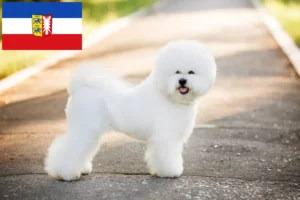 Read more about the article Bichon Frisé opdrættere og hvalpe i Slesvig-Holsten