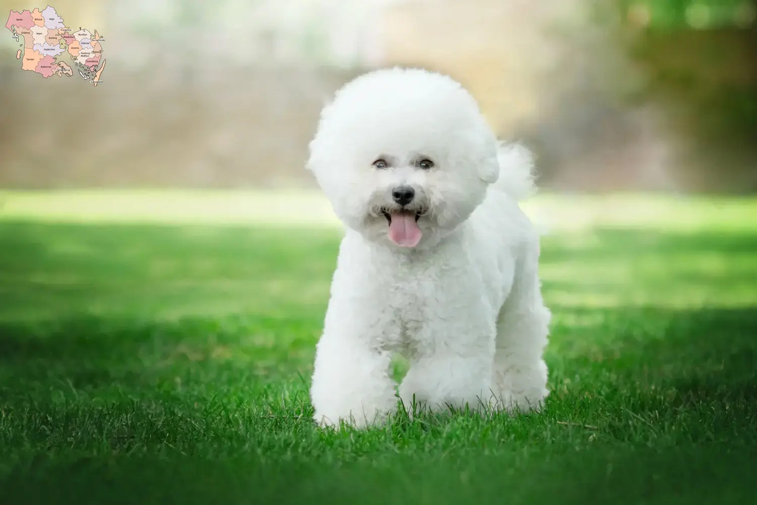 Read more about the article Bichon Frisé opdrættere og hvalpe i Syddanmark