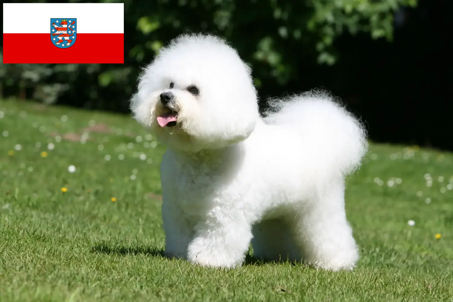 Read more about the article Bichon Frisé opdrættere og hvalpe i Thüringen