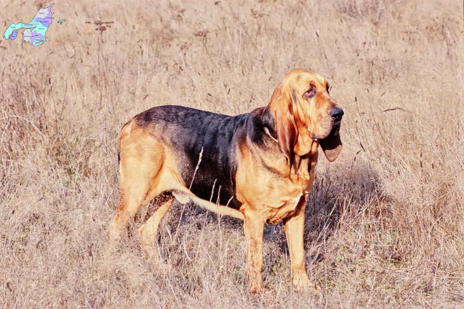 Read more about the article Blodhundeopdrættere og hvalpe i Nordjylland