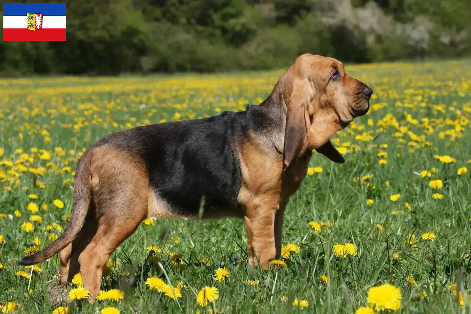 Read more about the article Blodhundeopdrættere og hvalpe i Slesvig-Holsten