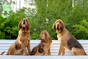 Read more about the article Blodhundeopdrættere og hvalpe på Sjælland