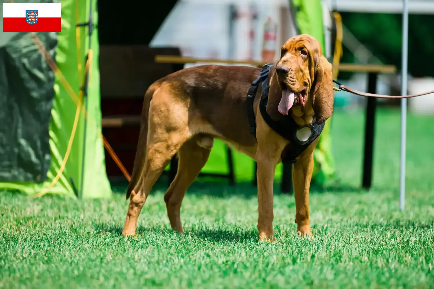 Read more about the article Blodhundeopdrættere og hvalpe i Thüringen