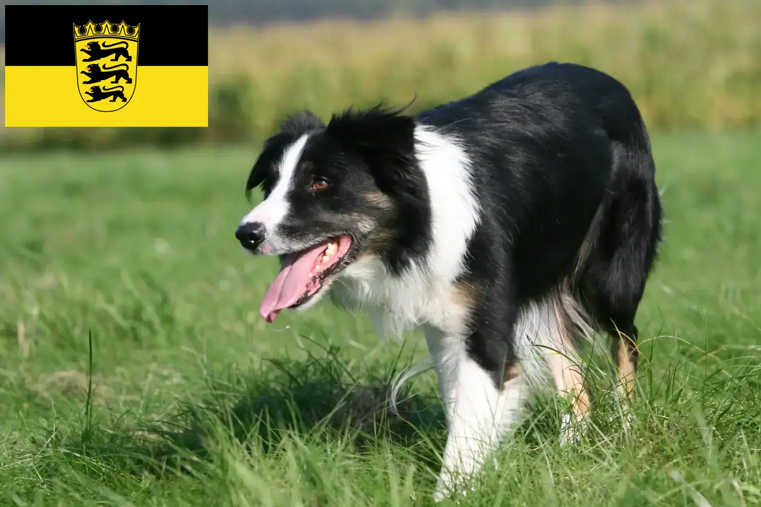 Read more about the article Border Collie opdrættere og hvalpe i Baden-Württemberg