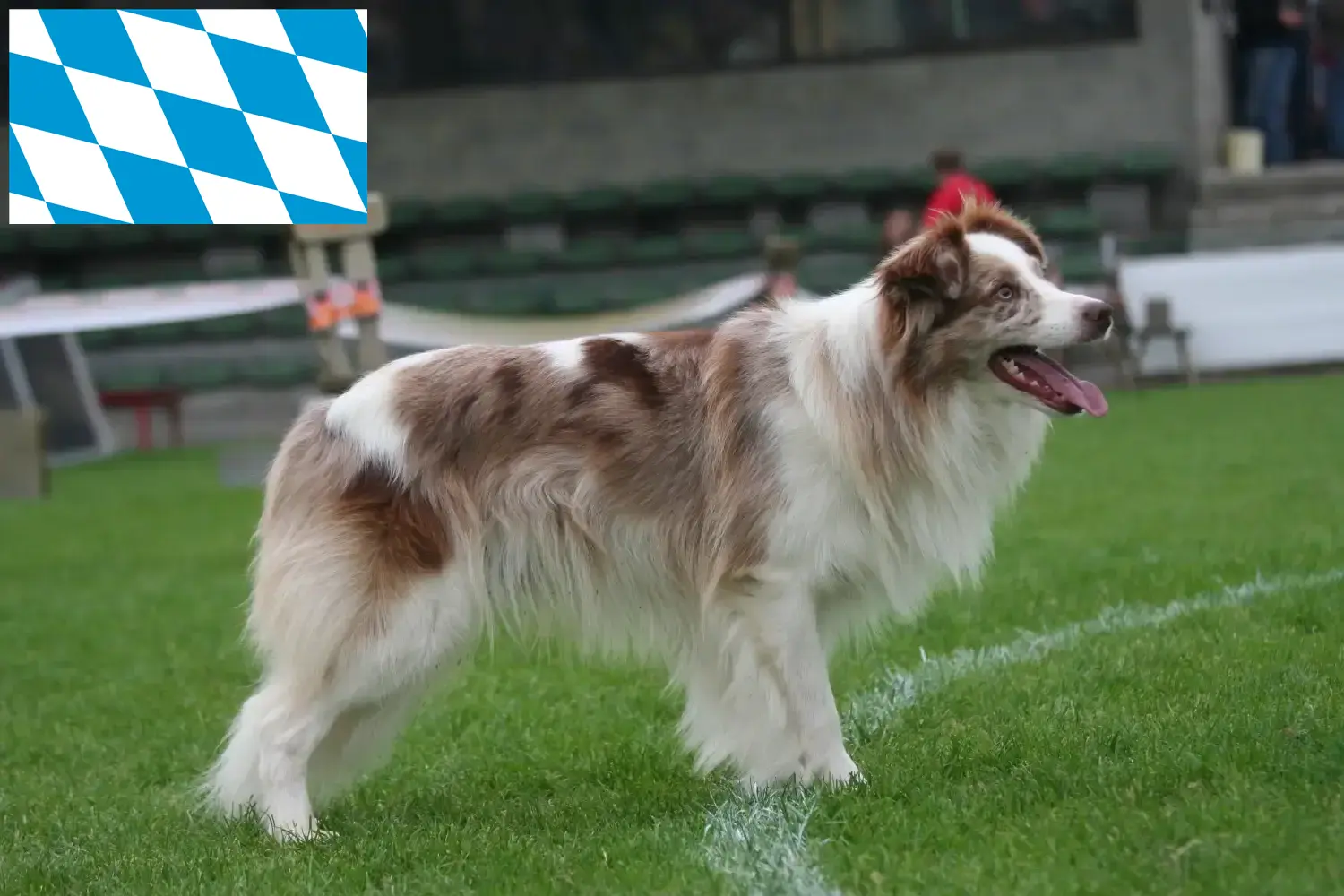 Read more about the article Border Collie opdrættere og hvalpe i Bayern