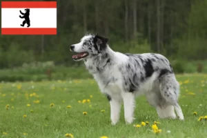 Read more about the article Border Collie opdrættere og hvalpe i Berlin