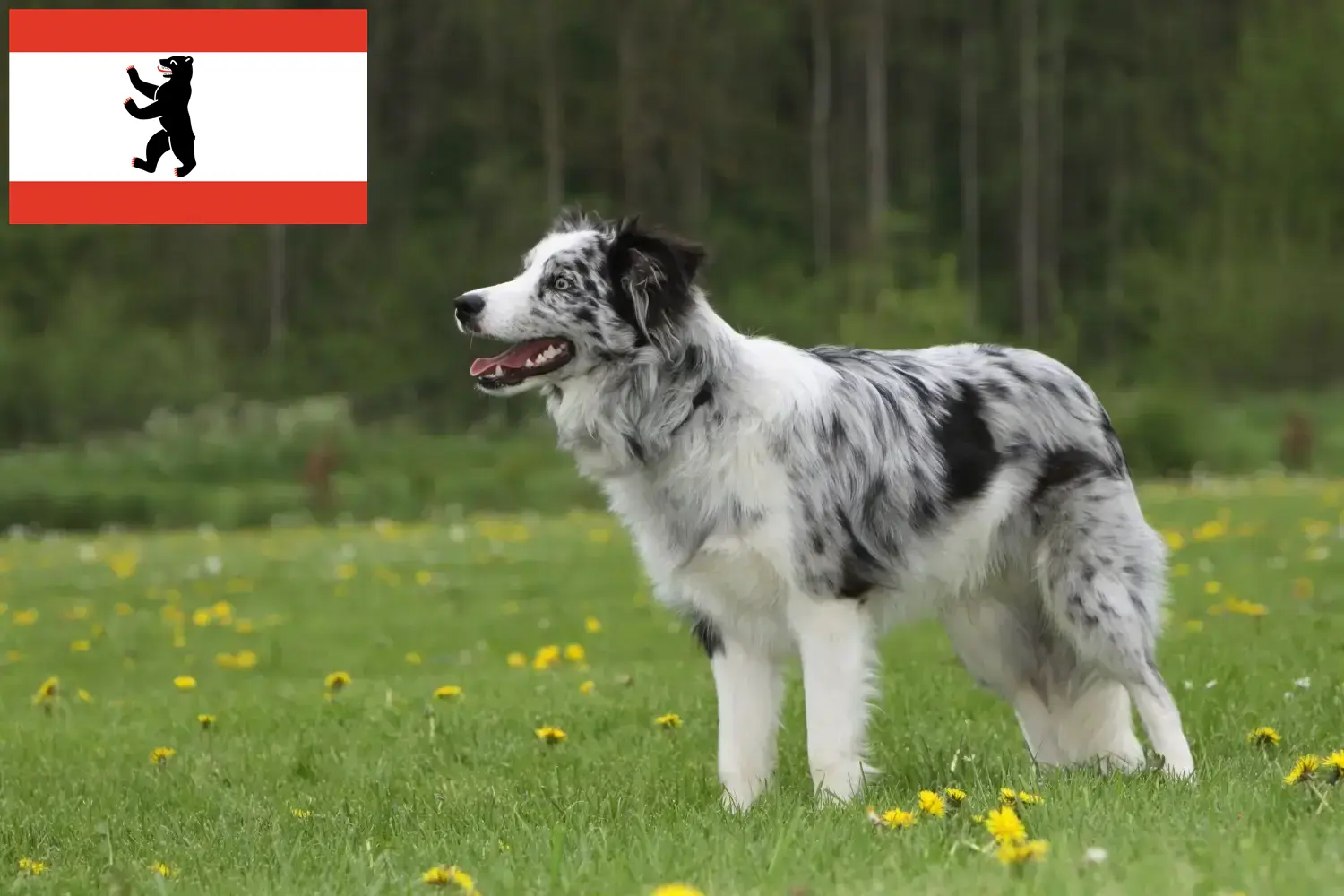 Read more about the article Border Collie opdrættere og hvalpe i Berlin