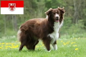 Read more about the article Border Collie opdrættere og hvalpe i Brandenburg