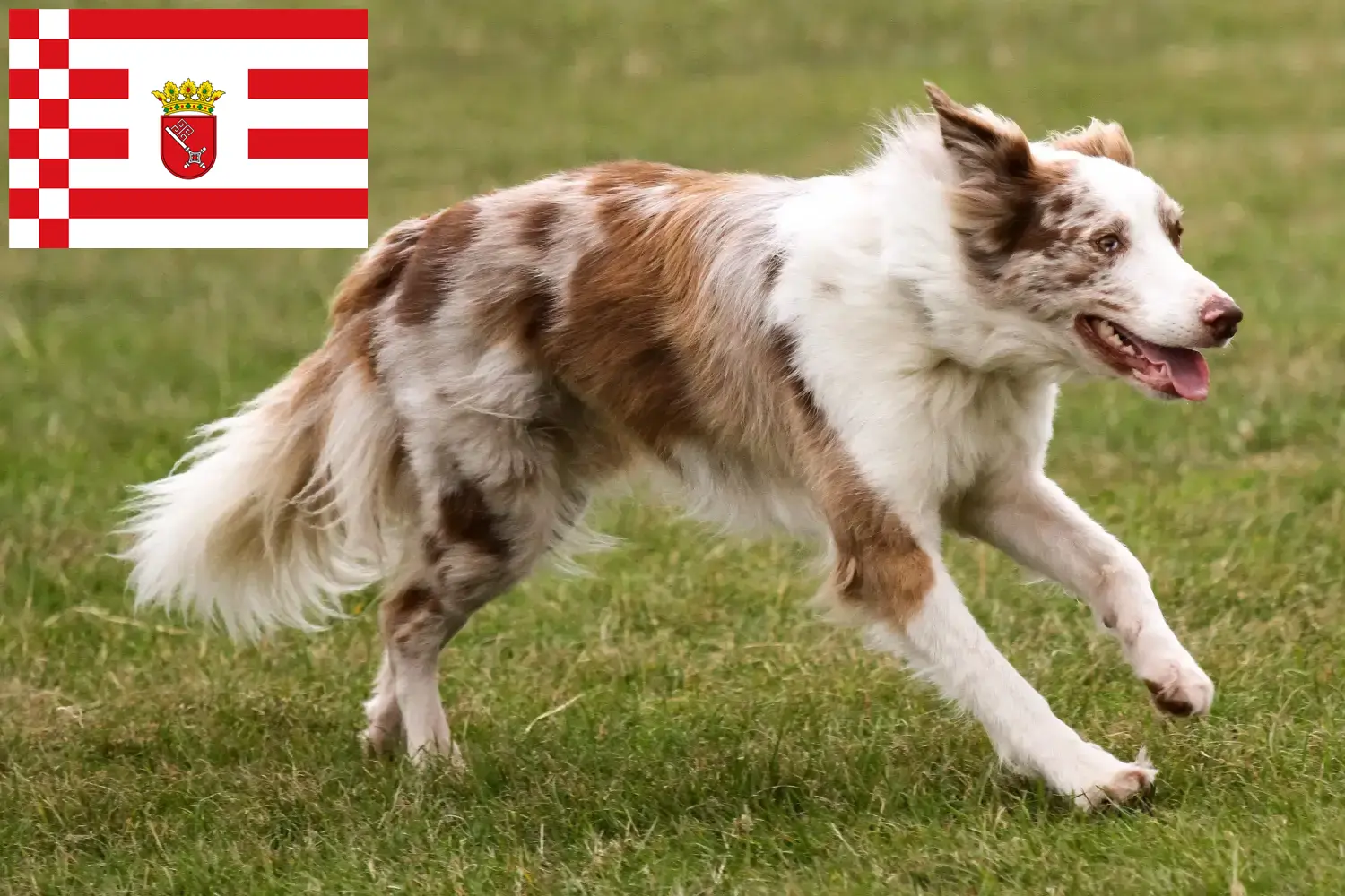 Read more about the article Border Collie opdrættere og hvalpe i Bremen