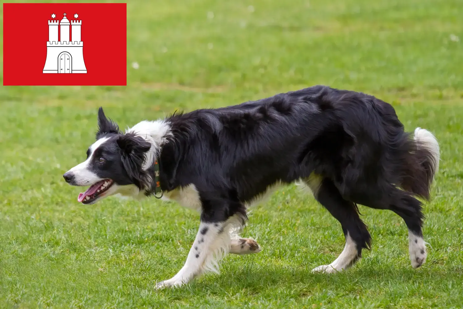 Read more about the article Border Collie opdrættere og hvalpe i Hamborg