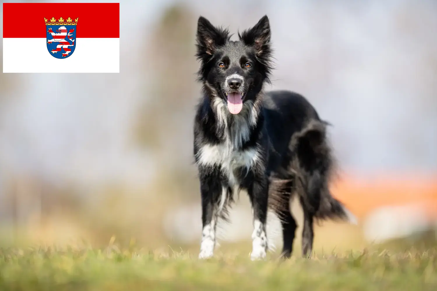 Read more about the article Border Collie opdrættere og hvalpe i Hessen