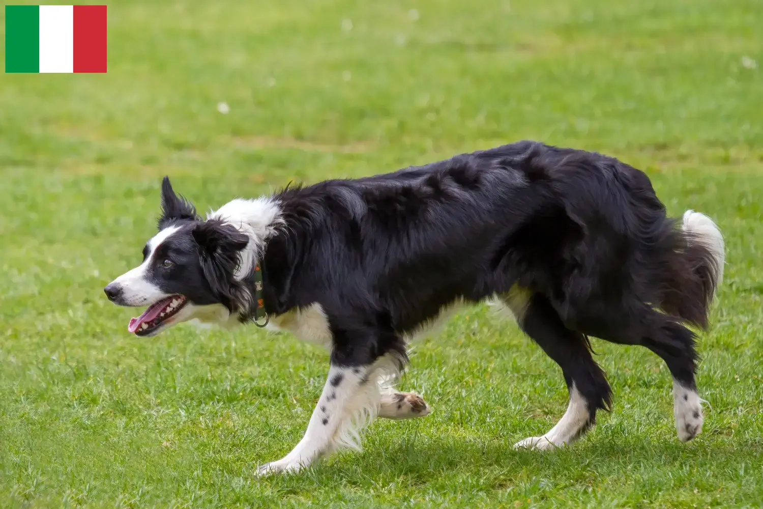 Read more about the article Border Collie opdrættere og hvalpe i Italien