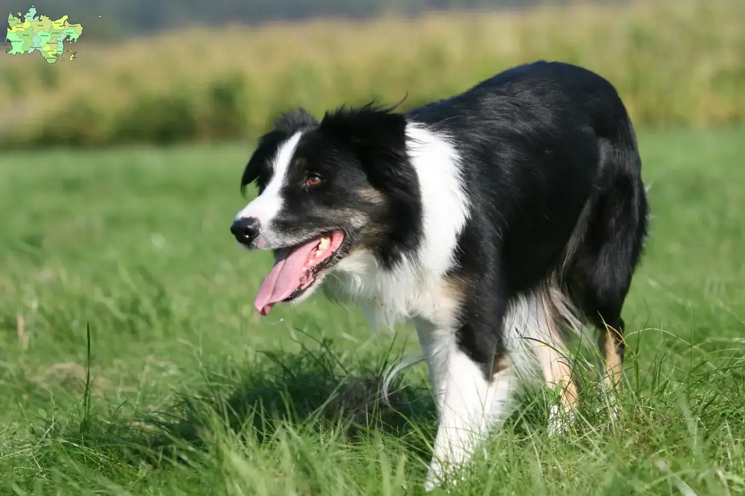 Read more about the article Border Collie opdrættere og hvalpe i Midtjylland