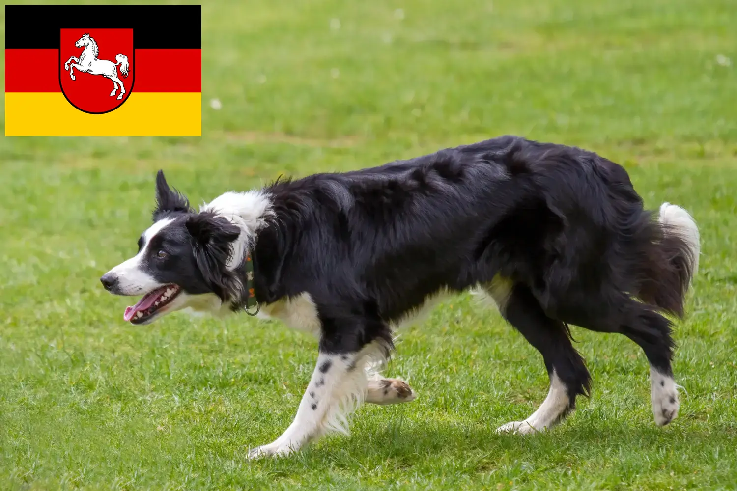 Read more about the article Border Collie opdrættere og hvalpe i Niedersachsen