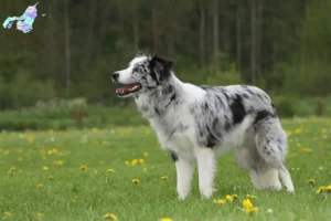 Read more about the article Border Collie opdrættere og hvalpe i Nordjylland