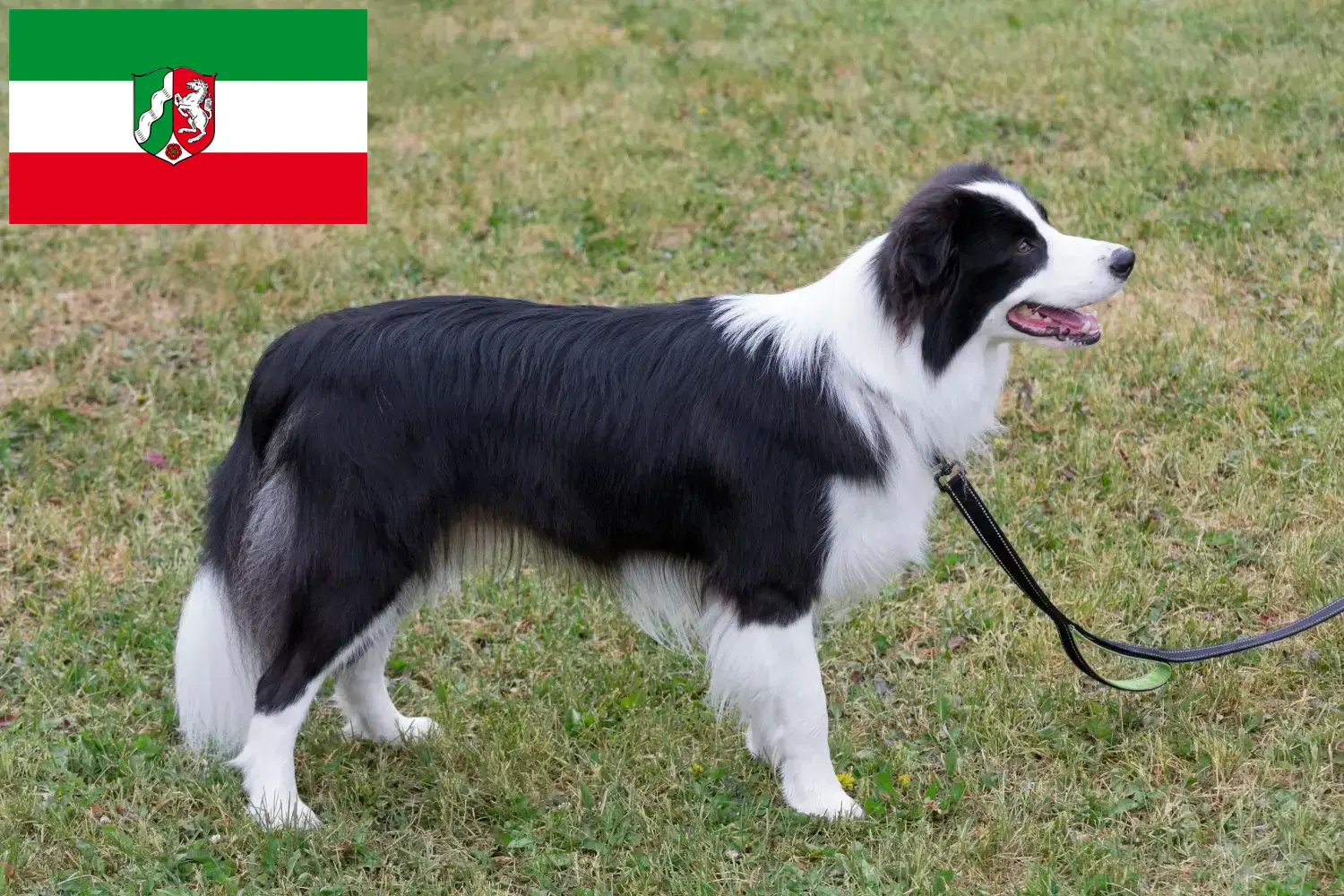 Read more about the article Border Collie opdrættere og hvalpe i Nordrhein-Westfalen