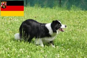 Read more about the article Border Collie opdrættere og hvalpe i Rheinland-Pfalz