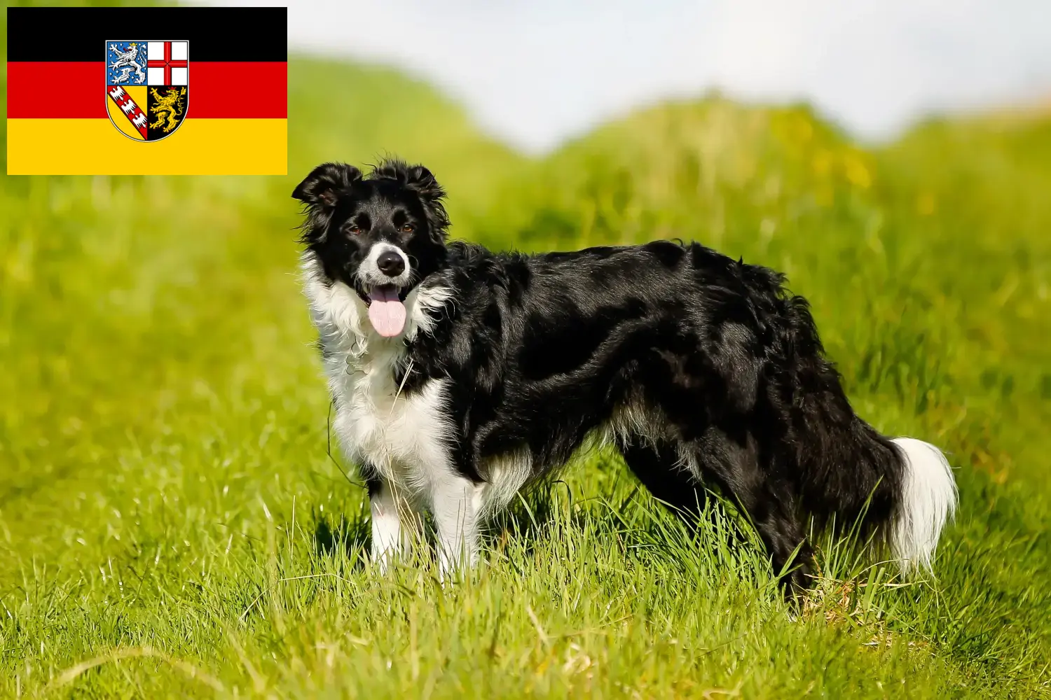 Read more about the article Border Collie opdrættere og hvalpe i Saarland