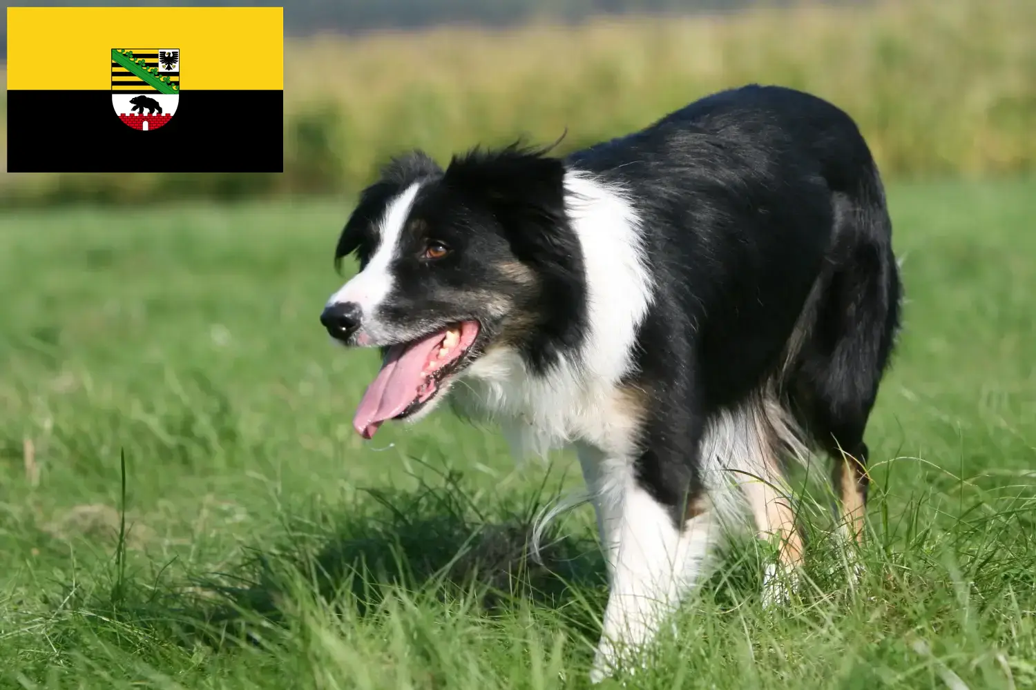 Read more about the article Border Collie opdrættere og hvalpe i Sachsen-Anhalt