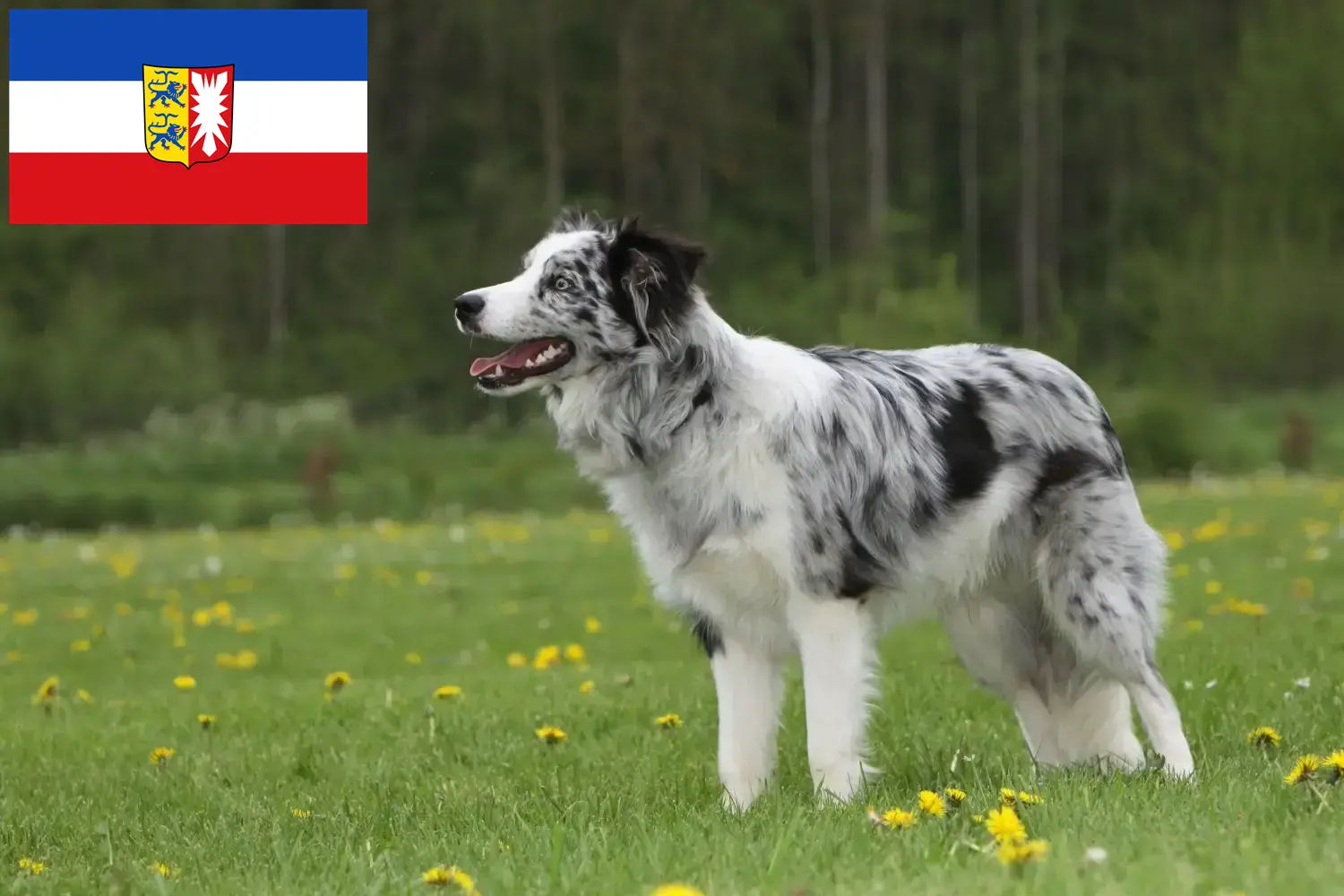 Read more about the article Border Collie opdrættere og hvalpe i Schleswig-Holstein