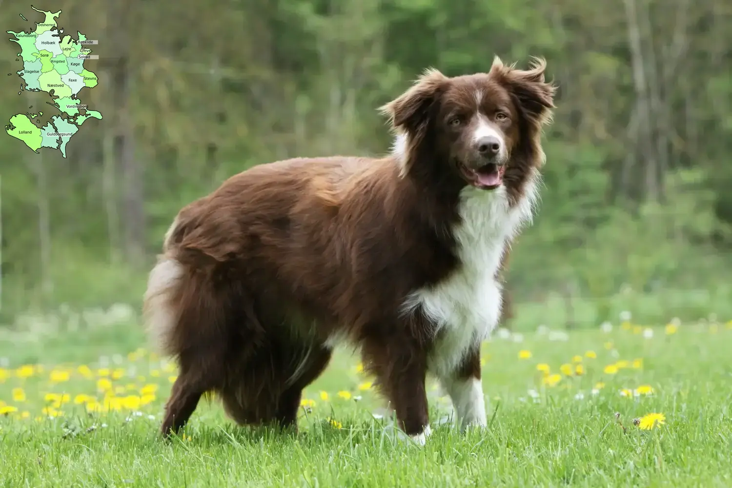 Read more about the article Border Collie opdrættere og hvalpe på Sjælland