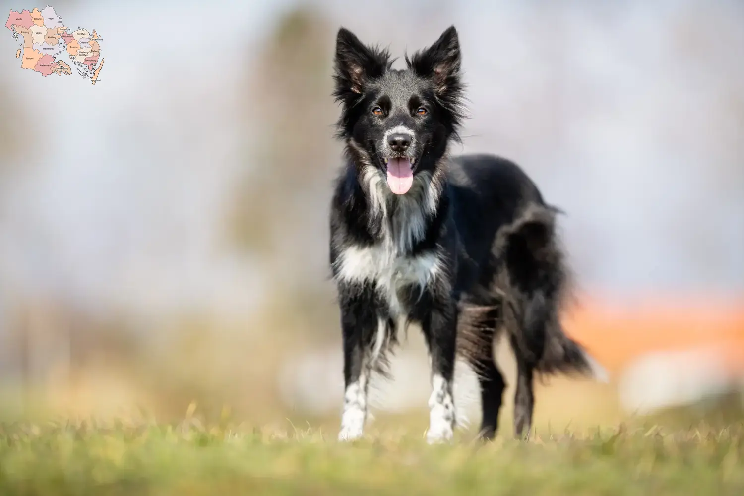 Read more about the article Border Collie opdrættere og hvalpe i Syddanmark