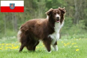 Read more about the article Border Collie opdrættere og hvalpe i Thüringen