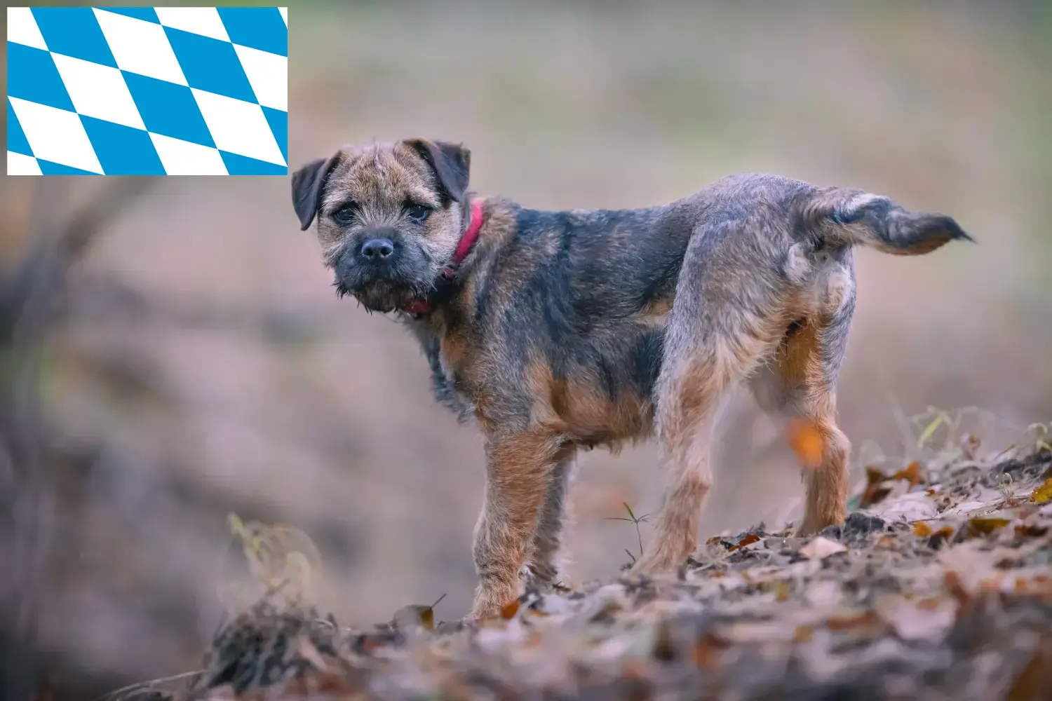 Read more about the article Border Terrier opdrættere og hvalpe i Bayern