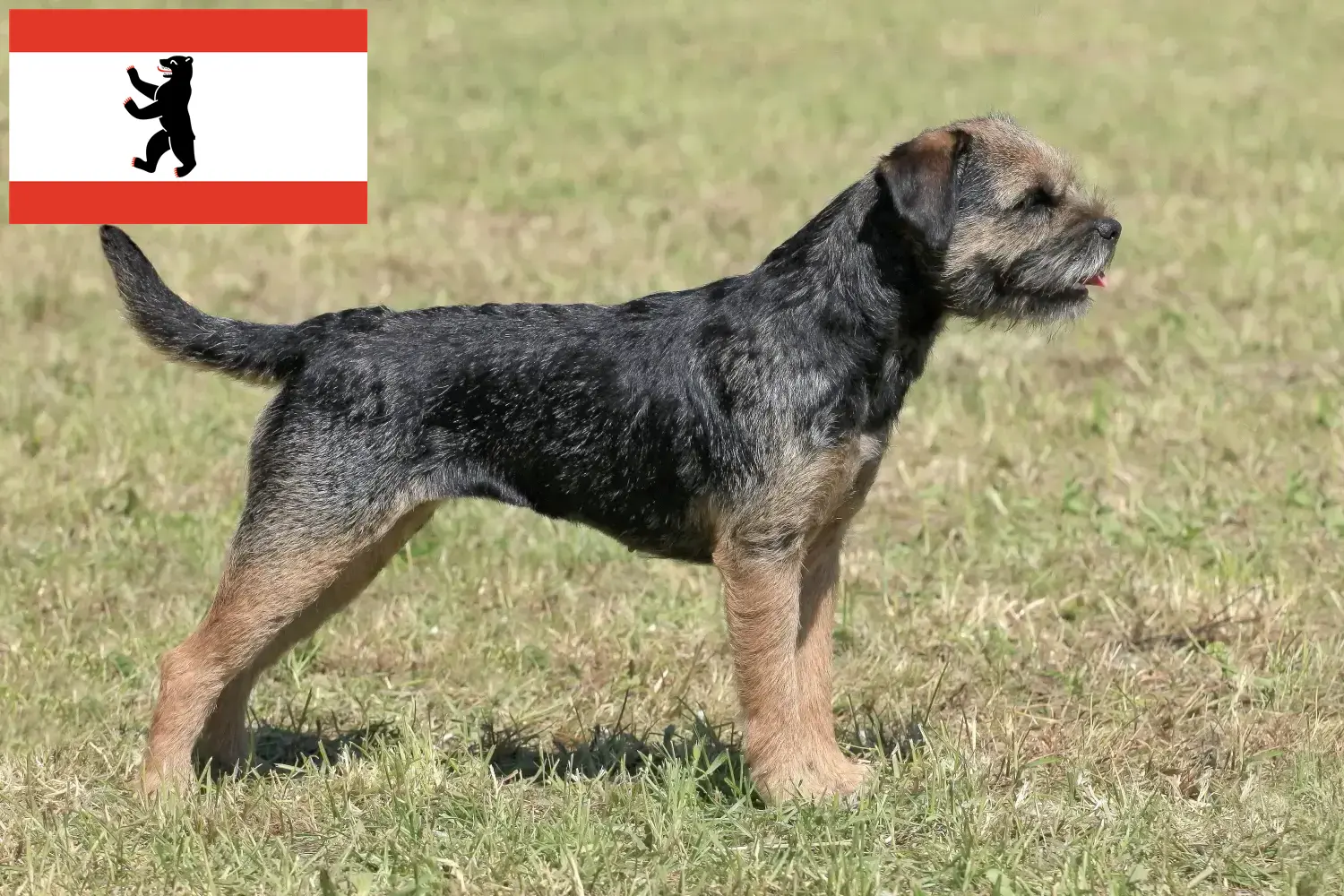 Read more about the article Border Terrier opdrættere og hvalpe i Berlin