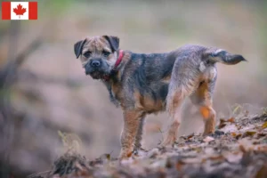 Read more about the article Border terrier opdrættere og hvalpe i Canada