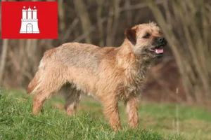 Read more about the article Border Terrier opdrættere og hvalpe i Hamborg