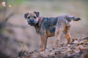 Read more about the article Border Terrier opdrættere og hvalpe i Hovedstaden