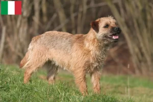 Read more about the article Border Terrier opdrættere og hvalpe i Italien