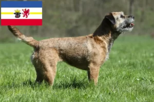 Read more about the article Border Terrier opdrættere og hvalpe i Mecklenburg-Vorpommern