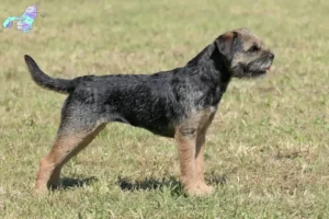 Read more about the article Border Terrier opdrættere og hvalpe i Nordjylland