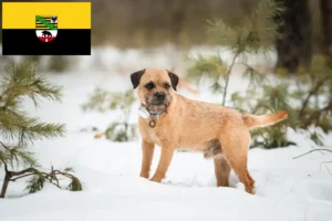 Read more about the article Border Terrier opdrættere og hvalpe i Sachsen-Anhalt