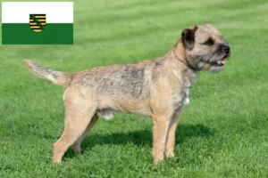 Read more about the article Border Terrier opdrættere og hvalpe i Sachsen