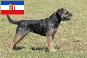 Read more about the article Border Terrier opdrættere og hvalpe i Schleswig-Holstein