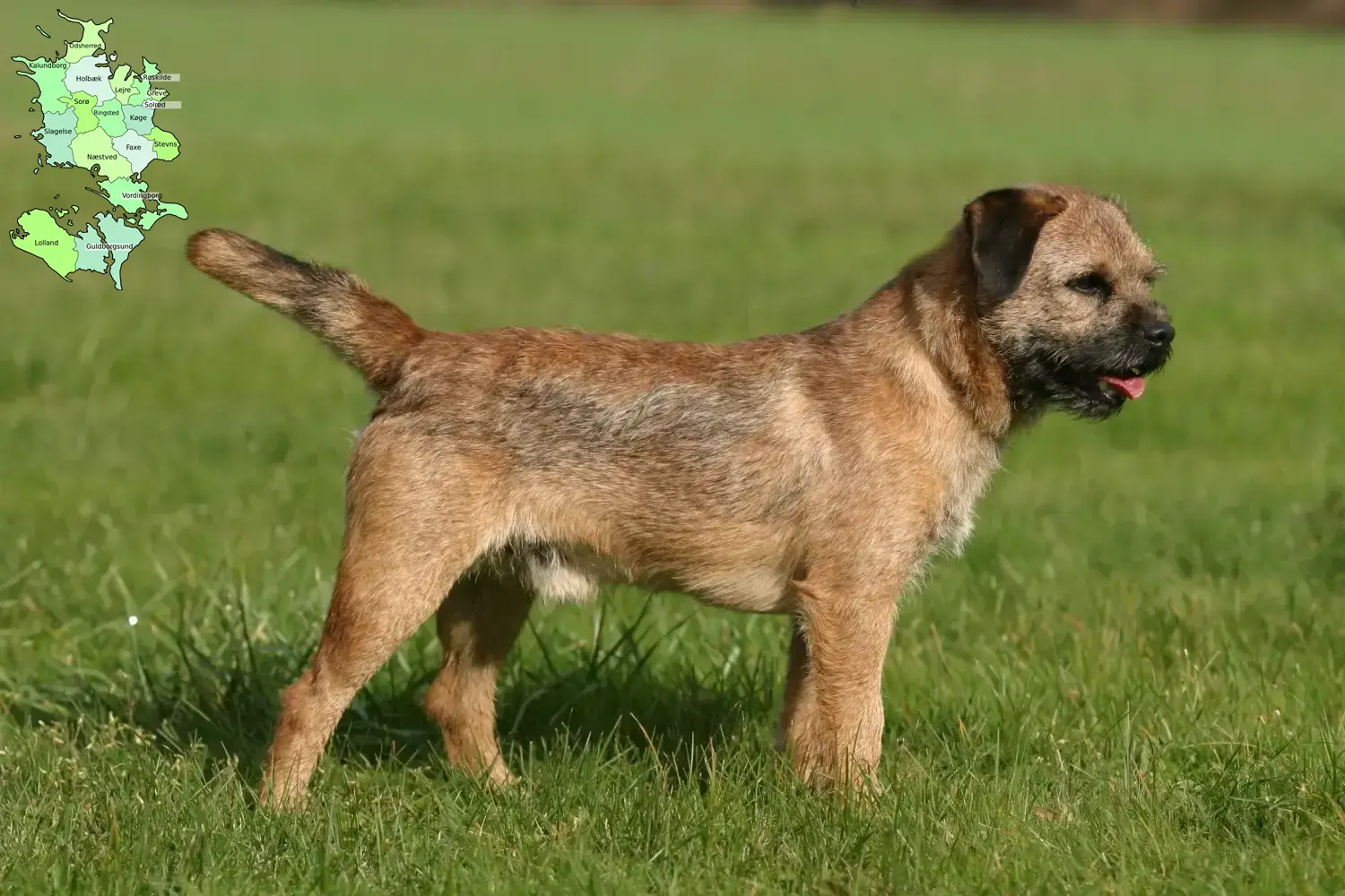 Read more about the article Border Terrier opdrættere og hvalpe på Sjælland